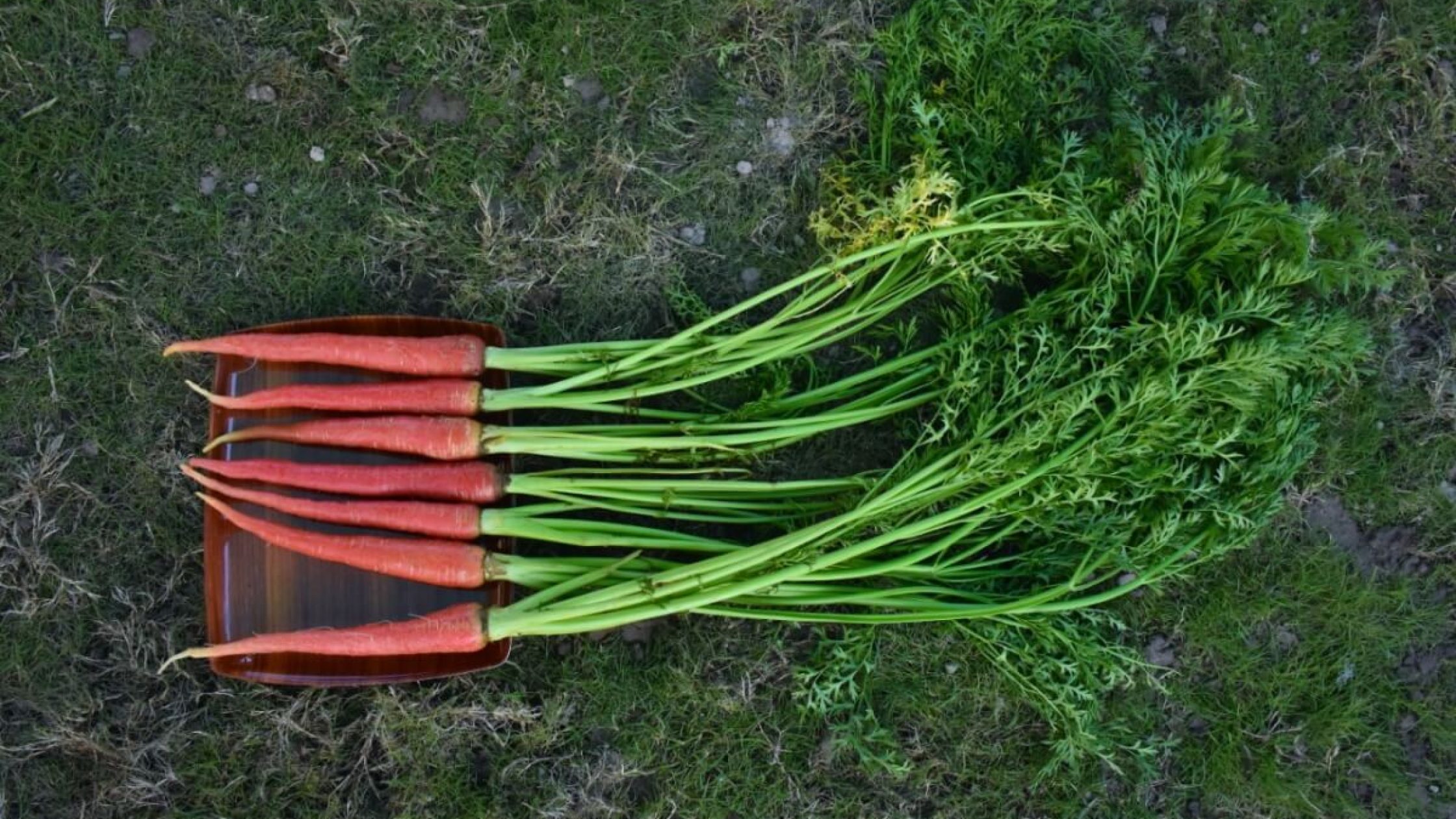 Carrot Production technology in Pakistan (1)