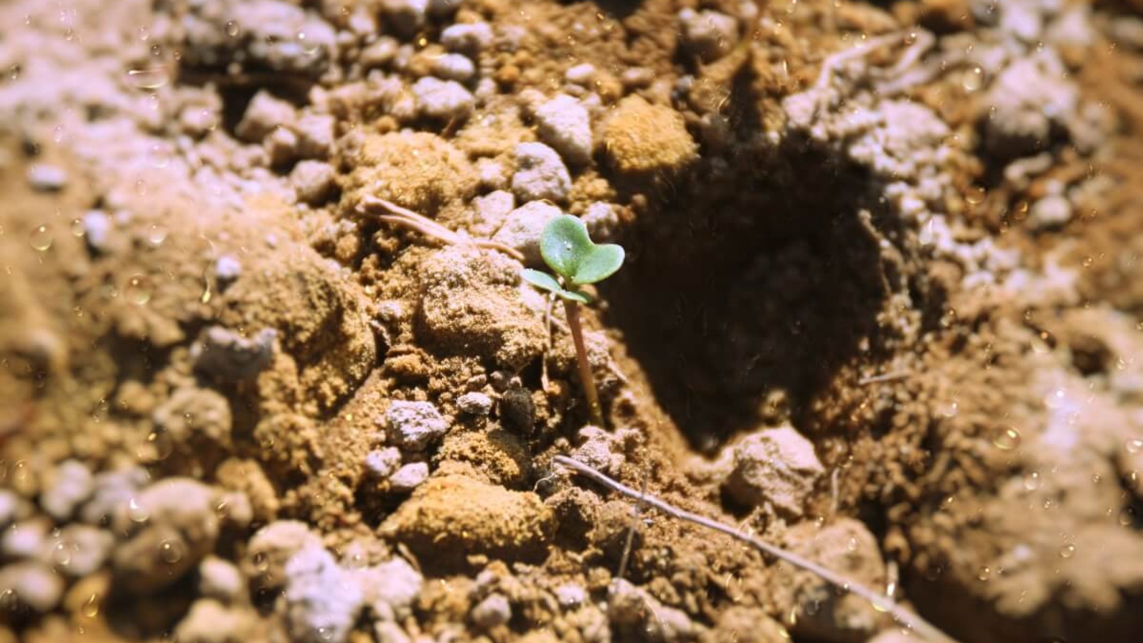 Effect of sunlight on cabbage (1)