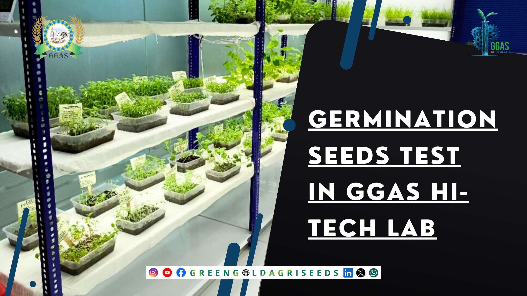 Germination Seeds Test Performed in GGAS HI-Tech Lab