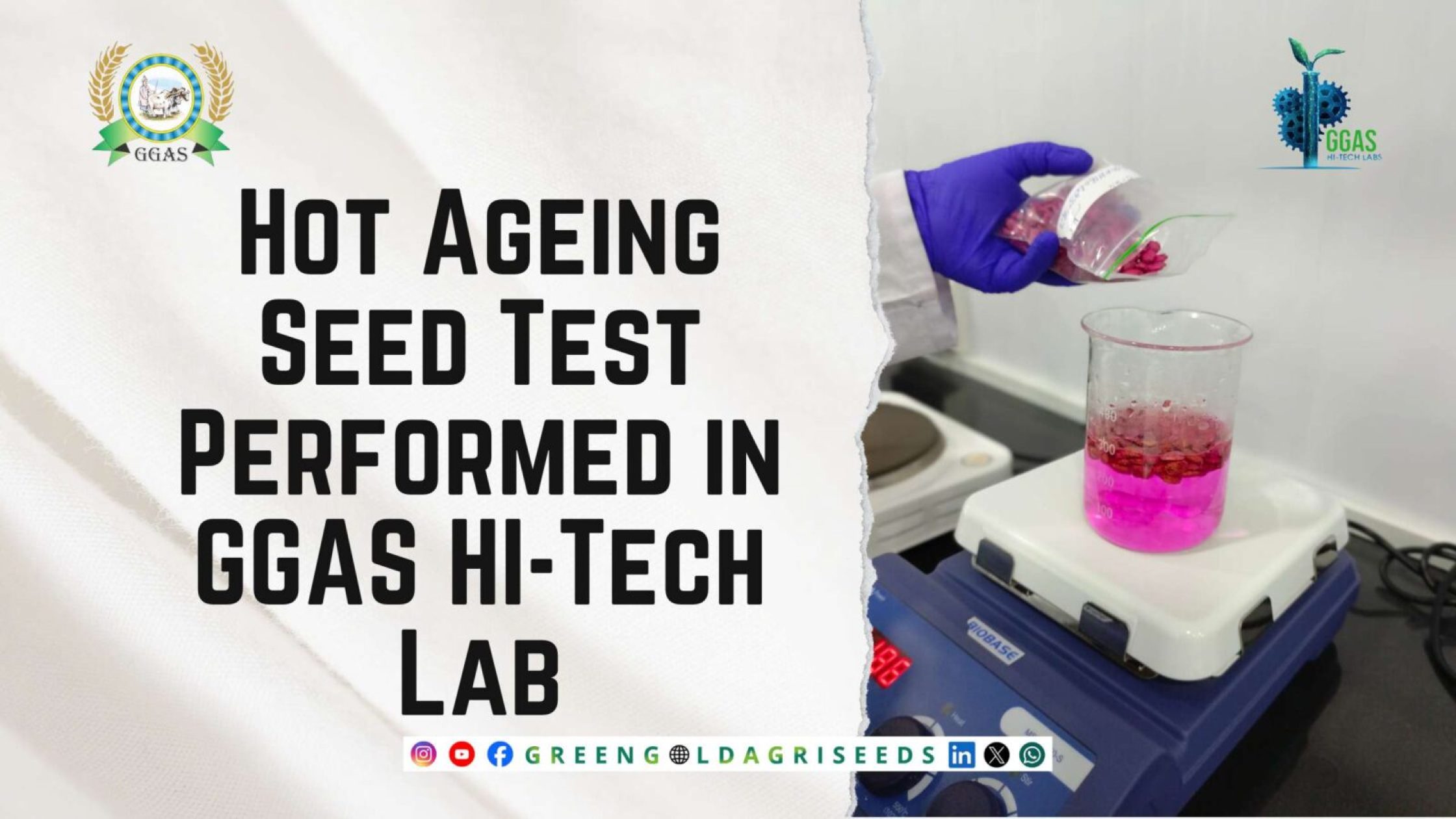 Hot-Ageing Seed Test