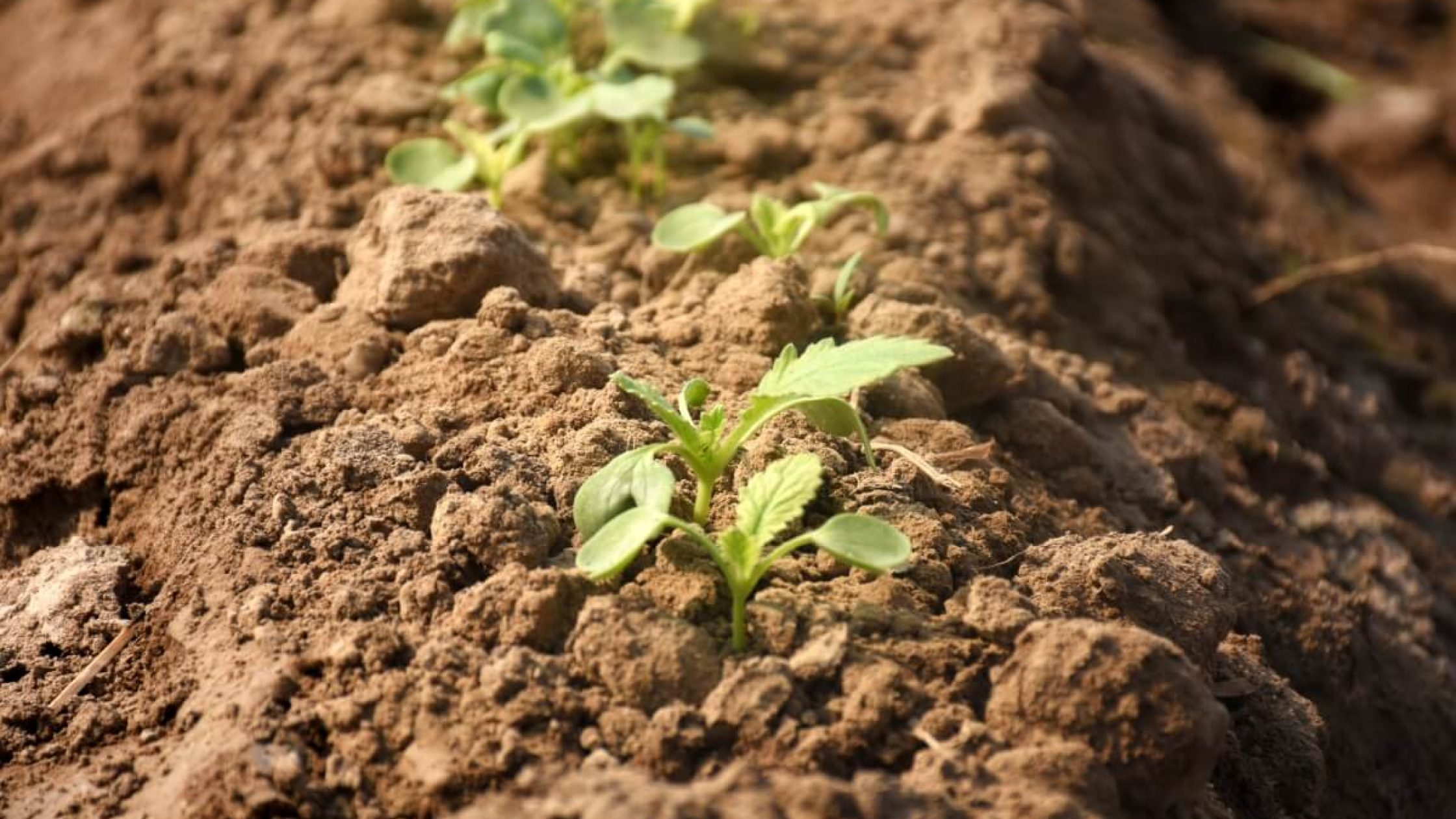 How to grow Turnips (1)