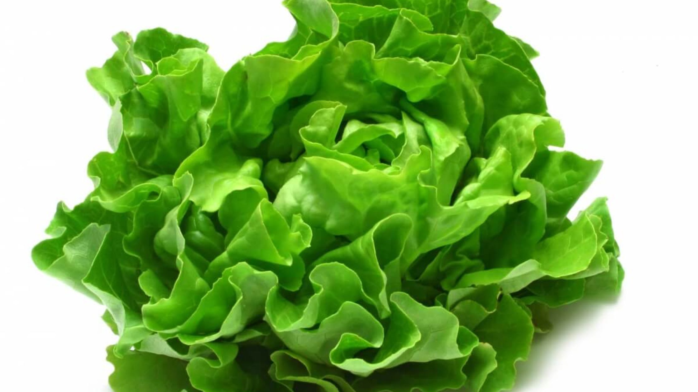 Lettuce growing tips & advices (1)