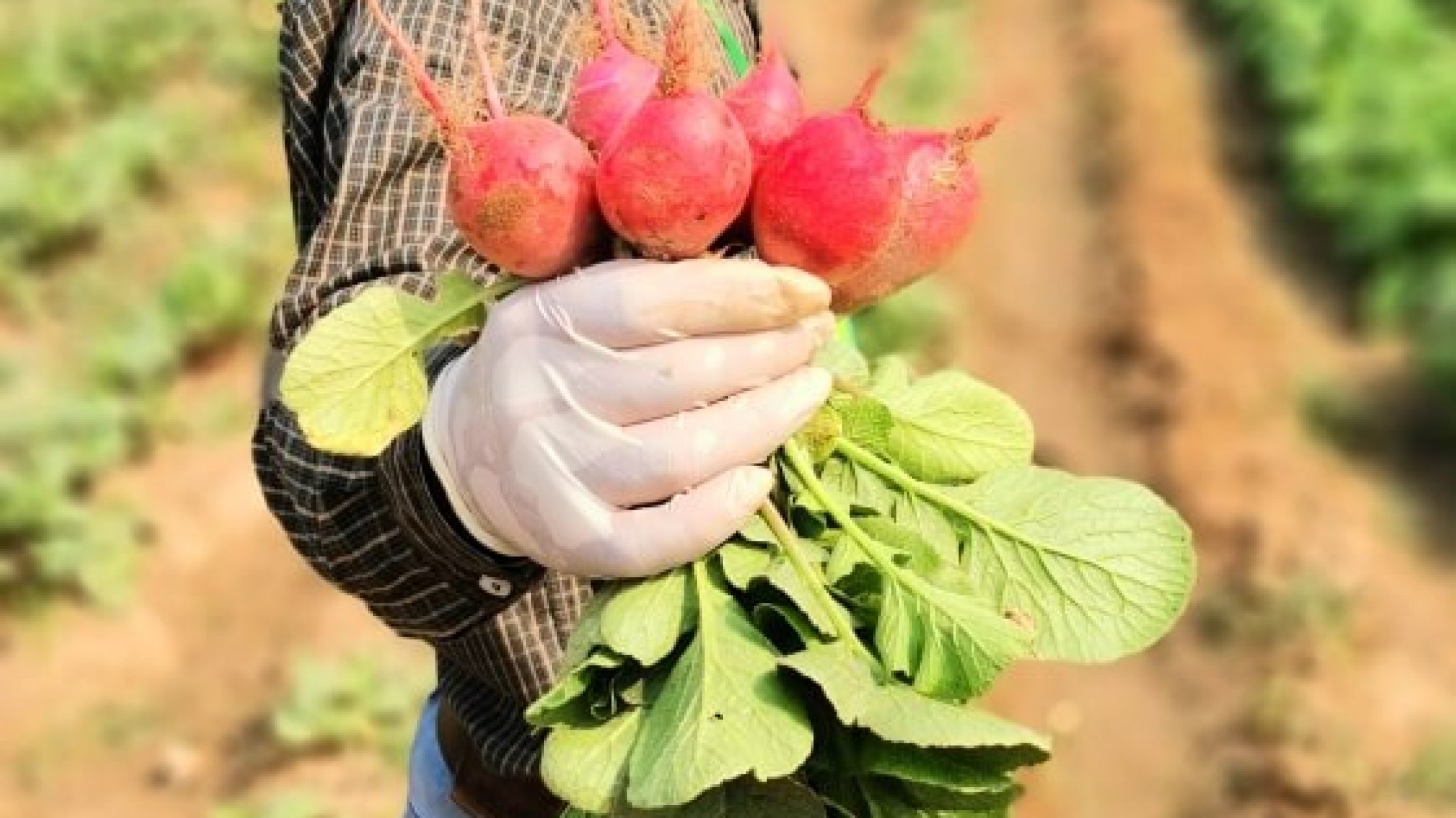 Radish (1)