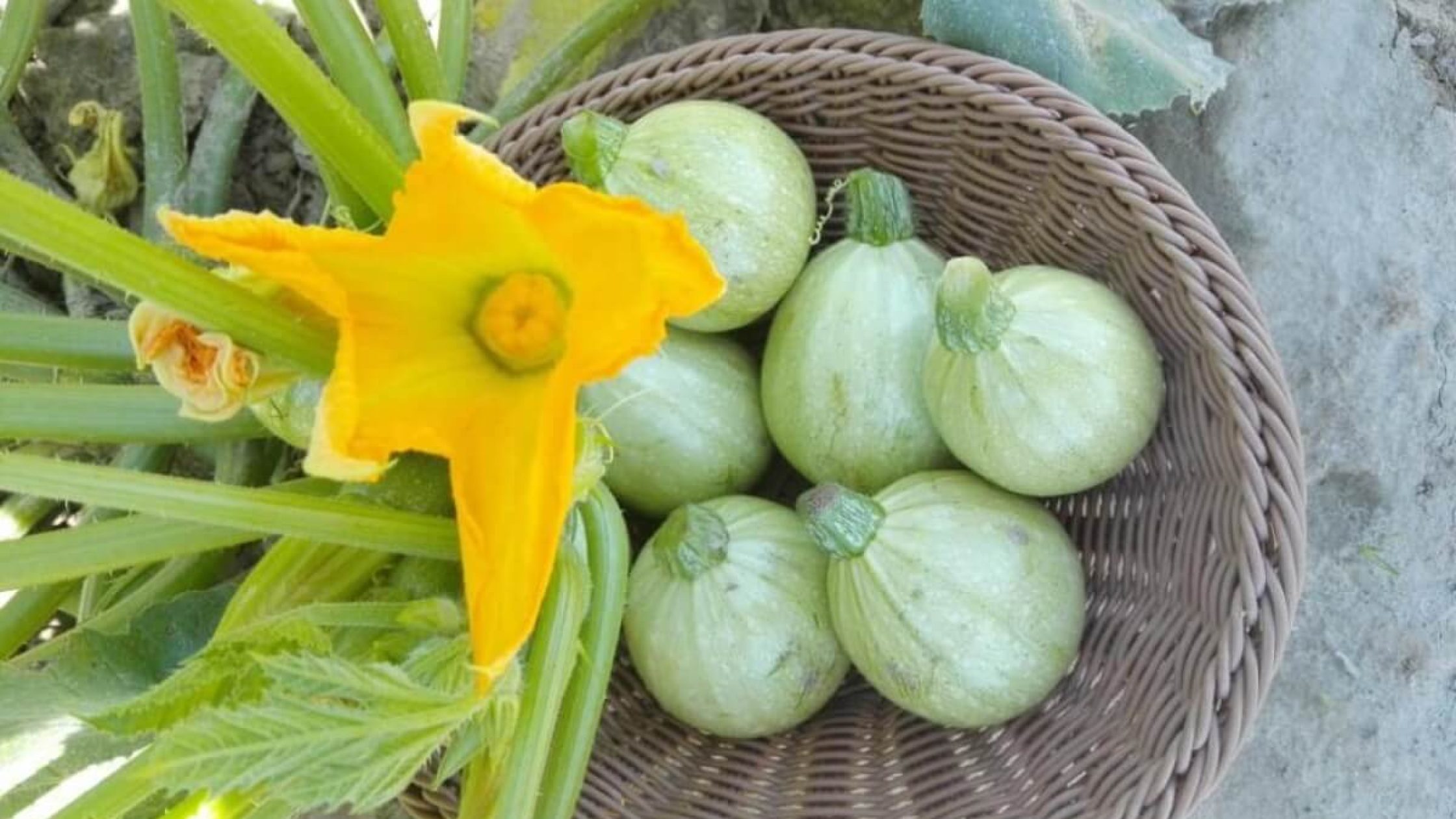 Squash Production (1)