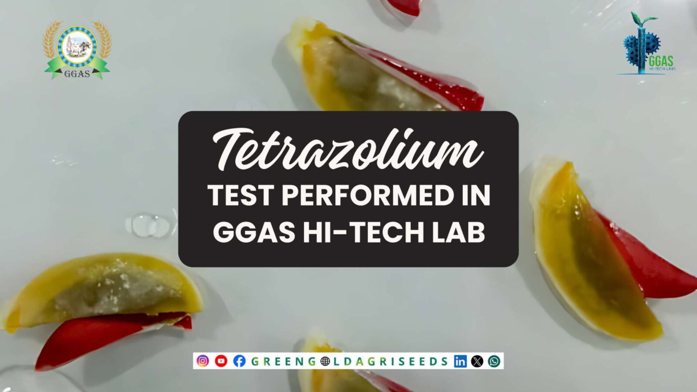 Tetrazolium Test