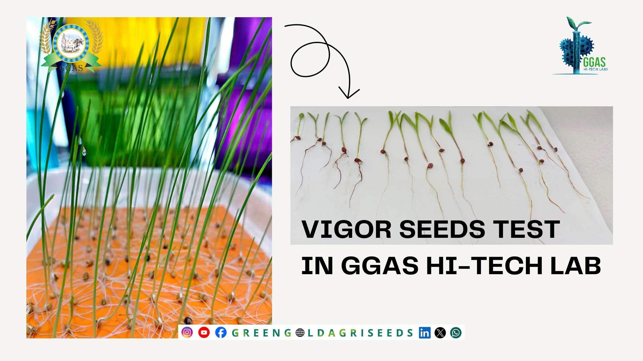 Vigor Seeds Test